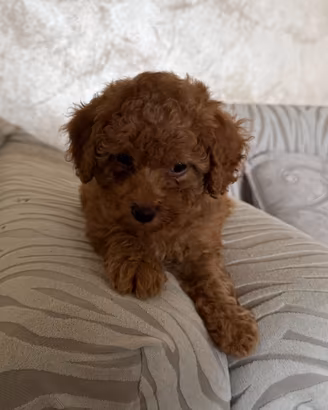 Cuccioli barboncini toy