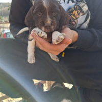 Cuccioli springer spaniel