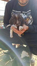 Cuccioli springer spaniel