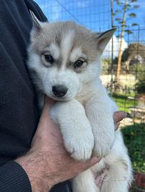 Siberian Husky con pedigree Enci