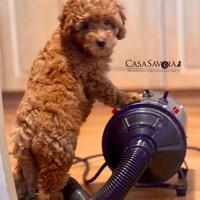 Cucciolo di Barboncino Toy