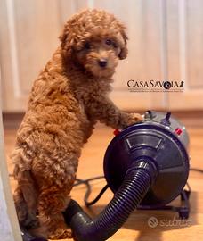 Cucciolo di Barboncino Toy