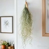 Tillandsia - rare thin form