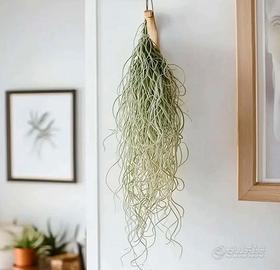 Tillandsia - rare thin form