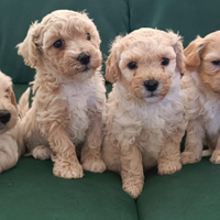 Maltipoo