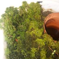 sfagno vivo verde a fibra grossa 5x5cm