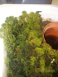 sfagno vivo verde a fibra grossa 5x5cm