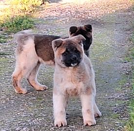 Cuccioli akita americano