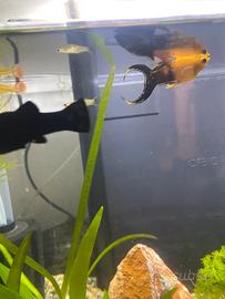 Black molly e guppy