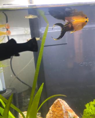 Black molly e guppy