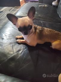 Obt chihuahua mini Toy