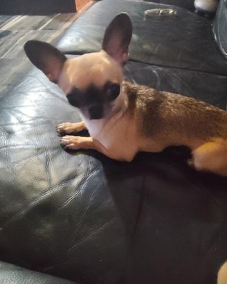 Obt chihuahua mini Toy