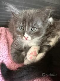 Cuccioli Maine Coon con pedigree