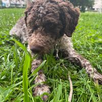 Lagotto romagnolo