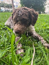 Lagotto romagnolo