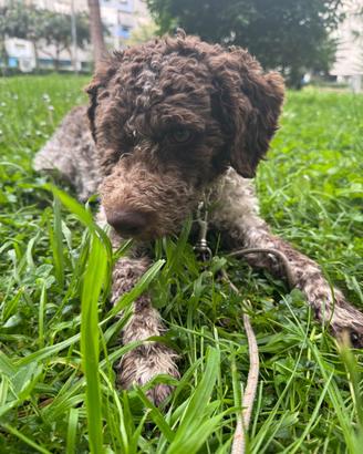 Lagotto romagnolo