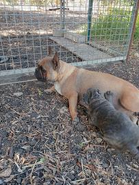 Bulldog francese