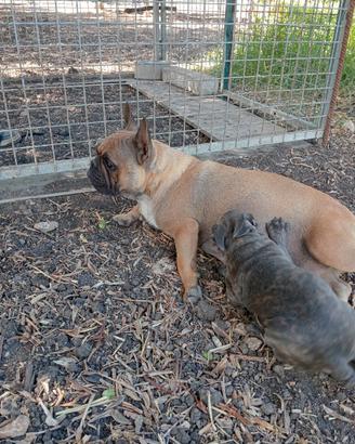 Bulldog francese