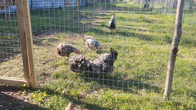 Robusta Maculata galline