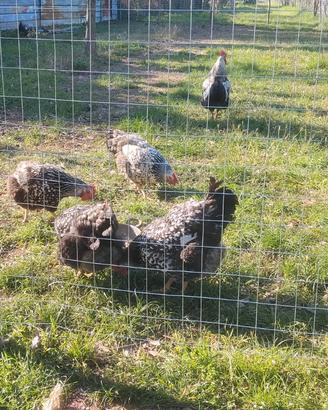 Galline Robusta Maculata