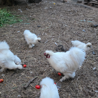 Coppia gallo gallina moroseta 7 mesi
