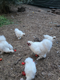 Coppia gallo gallina moroseta 7 mesi