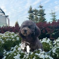 Barboncino Nano Disponibile - Allevamento Professi