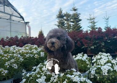 Barboncino Nano Disponibile - Allevamento Professi