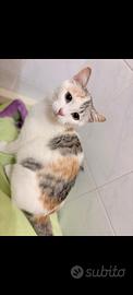 Gattina Betty