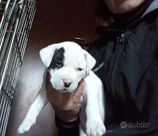 Cuccioli di Pit Bul