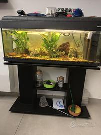 acquario 