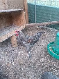 Marans