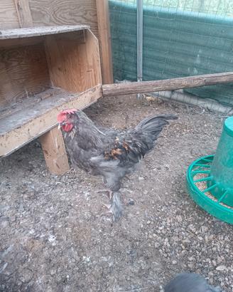 Marans