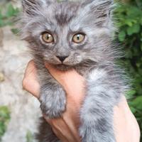 Maine Coon cuccioli con pedigree e tanti colori