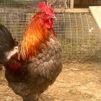 Marans Galline