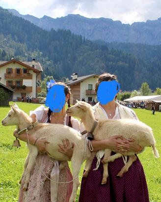 Caprette saanen (non ho piu spazio)