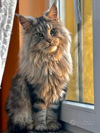 Maine Coon adulto