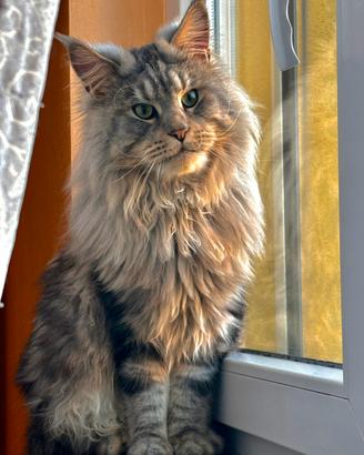 Maine Coon adulto