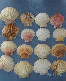 Conchiglie Capesante