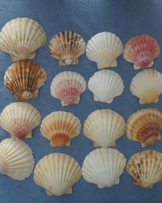 Conchiglie Capesante