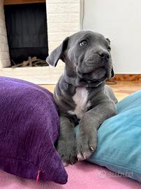 Ultima cucciola di cane corso