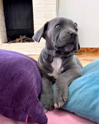 Ultima cucciola di cane corso
