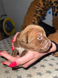 Cuccioli di Pitbull