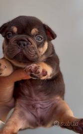 Bulldog francese choco tan