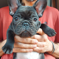 Cuccioli bouledogue Francese con pedigree