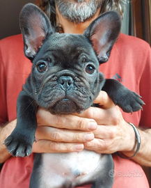 Cuccioli bouledogue Francese con pedigree