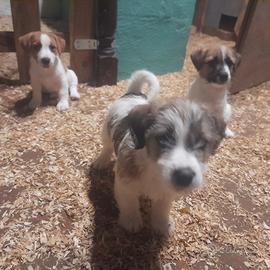 Cuccioli di Jack Russell