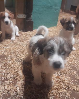 Cuccioli di Jack Russell