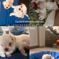 Cane maltese cedesi