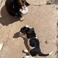 Bassethound con pedigree pronti da consegnare